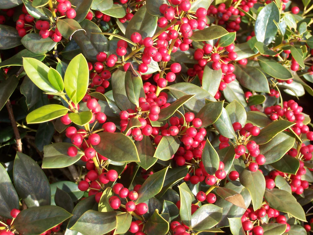 <p>What plant is this?</p>
