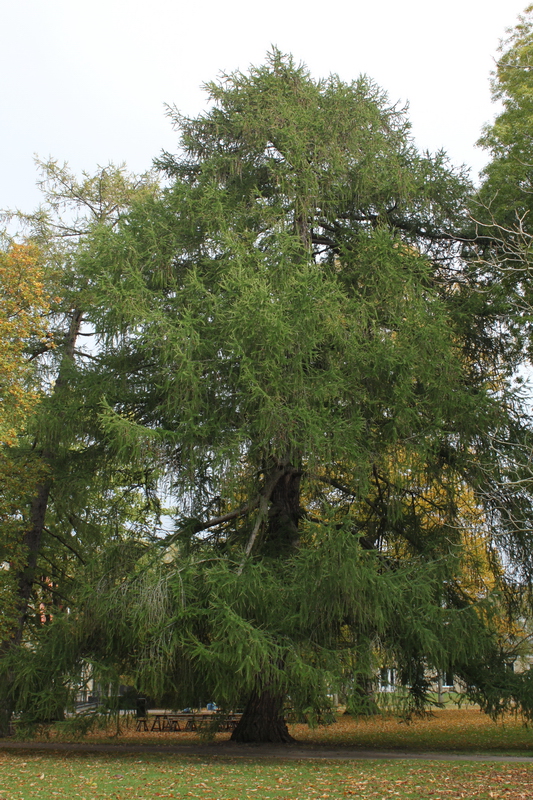 Larix decidua h:25 b:15