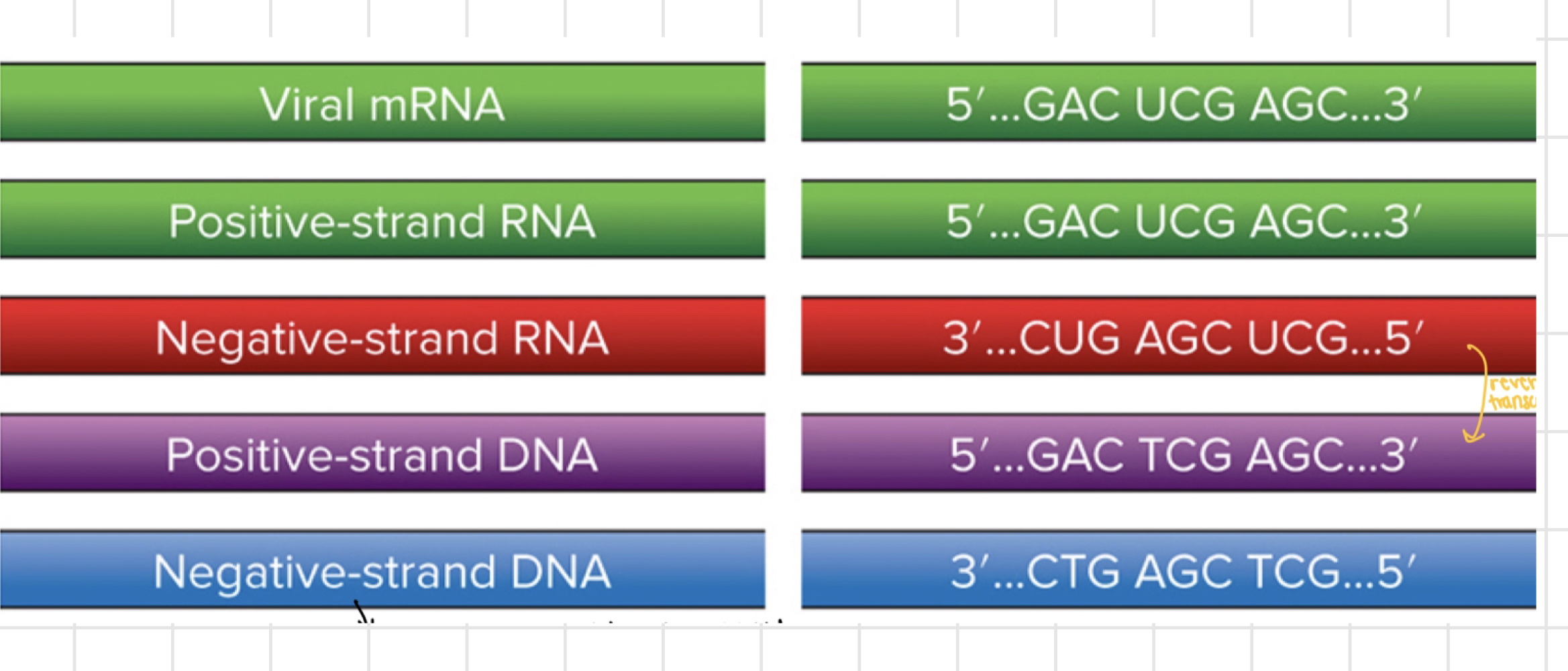 <p>First, would need to be converted to DNA via reverse transcriptase.</p><p>Then, DNA polymerase can make a complimentary strand- getting to the positive strand RNA.</p>