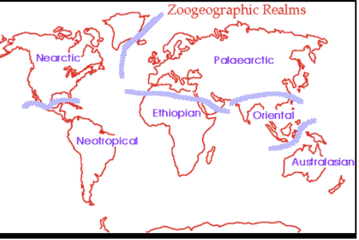<ul><li><p class="Paragraph SCXW177910758 BCX0" style="text-align: left;"><span style="line-height: 20.925px;"><span>Wallace identified 6 global biodiversity realms, each different from the other </span></span></p></li><li><p class="Paragraph SCXW177910758 BCX0" style="text-align: left;"><span style="line-height: 20.925px;"><strong><span>! know his name</span></strong></span></p></li></ul><ul><li><p class="Paragraph SCXW177910758 BCX0" style="text-align: left;"><span style="line-height: 20.925px;"><span>Neotropical, Nearctic, Palearctic, Ethiopian, Oriental, Australasian </span></span></p></li></ul><p></p>