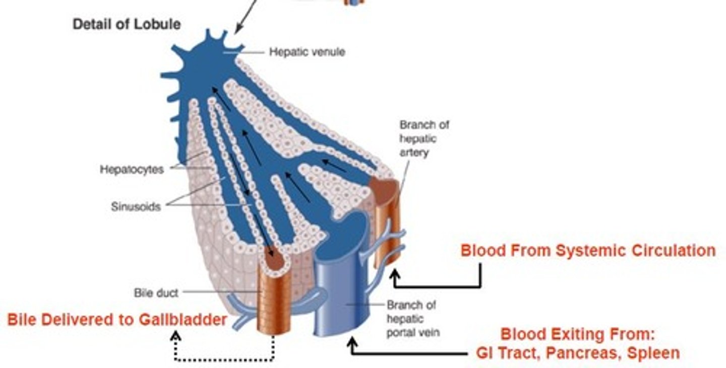 <p>Blood vessels and ducts extend branches between and within the plates of hepatocytes, distributing blood to hepatocytes </p>