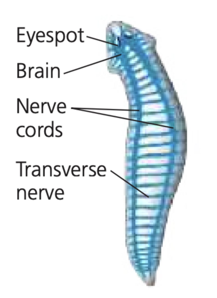 <p>1. pair of ganglia (a group of cell bodies) = the brain</p><p>2. 2 nerve cords joined by cross connections</p><p>3. cephalization</p><p>4. bilateral symmetry</p><p>-ex: planaria</p>
