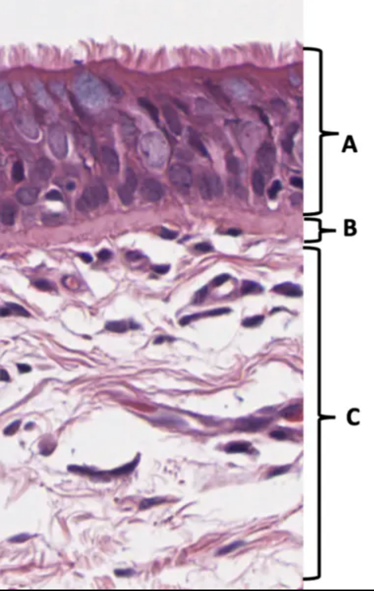 Does the tissue in A contain unicellular exocrine glands (yes or no)?