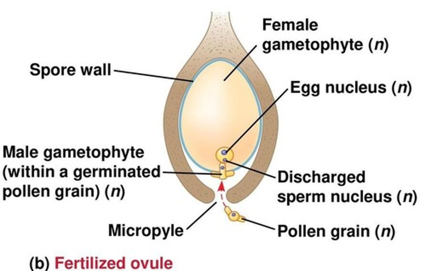 <p>Process where sperm fertilizes the ovule.</p>