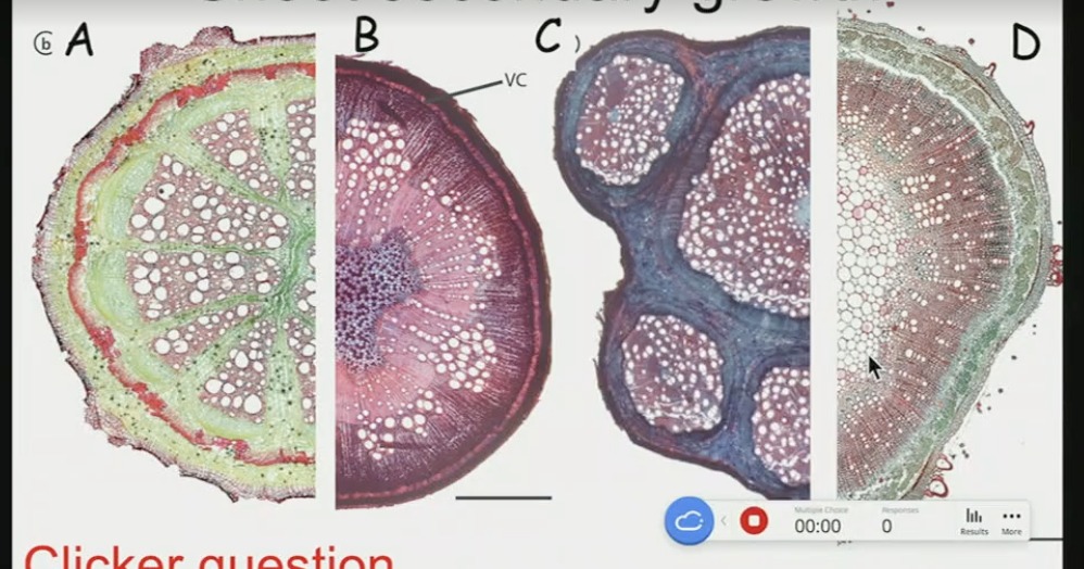 <p>Which of the shoots is showing normal secondary growth</p>
