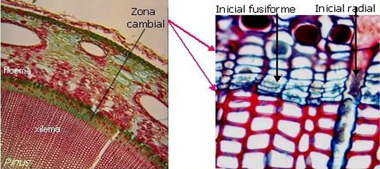 <ul><li><p>Iniciales fusicormes</p></li><li><p>Iniciales radicales</p></li></ul>