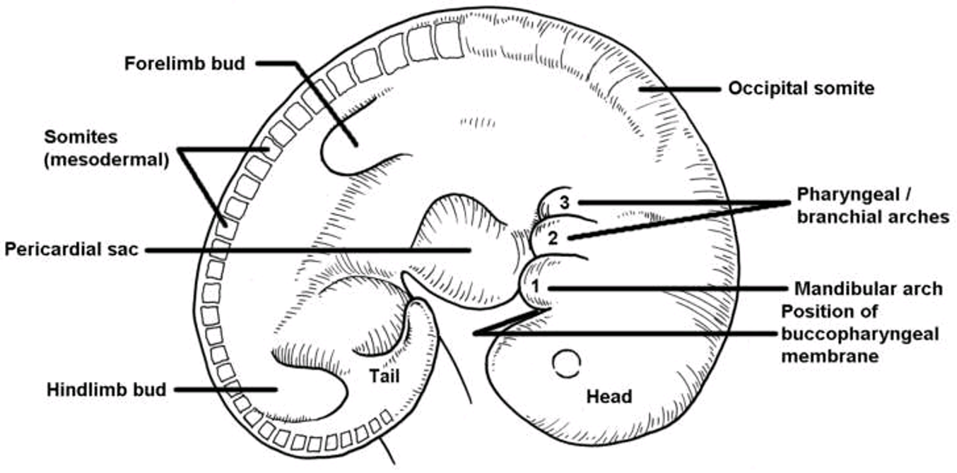 <p>diagram of embryo at 3.5 weeks post conception </p>