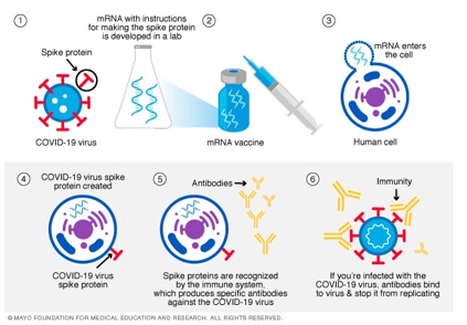 <ul><li><p>SARS-CoV-2 virus carries genetic information in the form of RNA</p></li><li><p>Scientists sequenced this viral RNA to identify the part of the code that codes for the spike protein which allows human cell infection</p></li><li><p>Used the universal genetic code to create synthetic mRNA</p></li><li><p>mRNA would serve as a ‘blueprint’ for the spike protein but not the active virus</p></li><li><p>Spike proteins were enough to teach the immune system what to recognise and attack</p></li><li><p>When the mRNA is injected into the body, it enters cells and undergoes translation</p></li><li><p>Ribosomes in the cells read the mRNA using the genetic code to produce the viral spike protein</p></li><li><p>Protein isn’t harmful on its own, immune system detects it and learns how to defend against the real virus</p></li></ul><p></p>