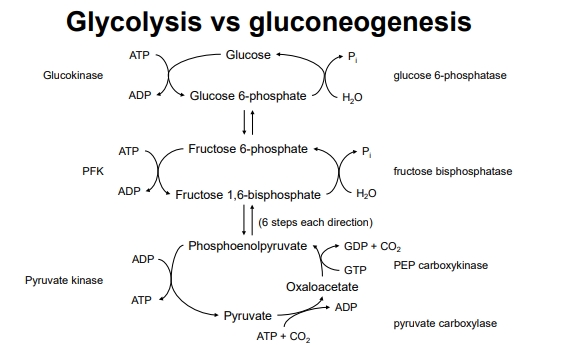 <ul><li><p><strong>Starting Material</strong>: </p><ul><li><p>Typically starts with pyruvate, but can also use lactate (from muscle via the Cori cycle), glucogenic amino acids (from protein breakdown), and glycerol (from triglyceride breakdown). </p></li><li><p>Fatty acids cannot be converted to glucose in animals.</p></li></ul></li><li><p><strong>Significance</strong>: </p><ul><li><p>Ensures blood glucose levels are stable, especially crucial for brain function, which relies almost exclusively on glucose for energy.</p></li></ul></li><li><p><strong>Energy Cost</strong>:</p><ul><li><p>Requires 6 ATP equivalents (4 ATP and 2 GTP) to produce glucose from pyruvate, emphasizing that it's an energy-consuming pathway. This high energy cost prevents a futile cycle with glycolysis.</p></li></ul></li></ul><p></p>