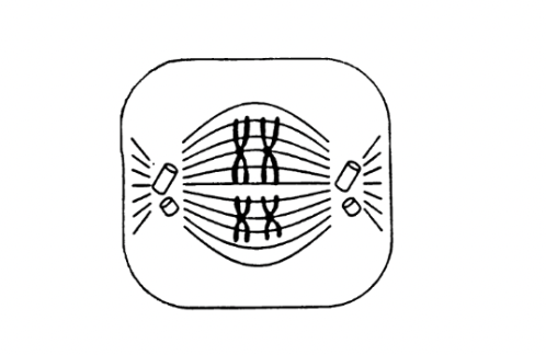 <p>homologous chromosomes line up in pairs along the equator of the cell, each pair of homologous chromosomes becomes attached to a different spindle fibre</p>