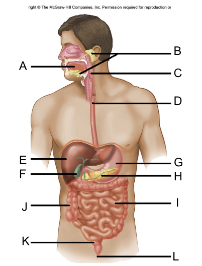 <p>A. Tongue</p><p>B. Salivary Glands (3) </p><p>C. Pharynx</p><p>D. Esophagus</p><p>E. Liver</p><p>F. Gallbladder</p><p>G. Stomach</p><p>H. Pancreas</p><p>I. Small Intestine</p><p>J. Colon/Large Intestine</p><p>K. Rectum</p><p>L. Anus</p>