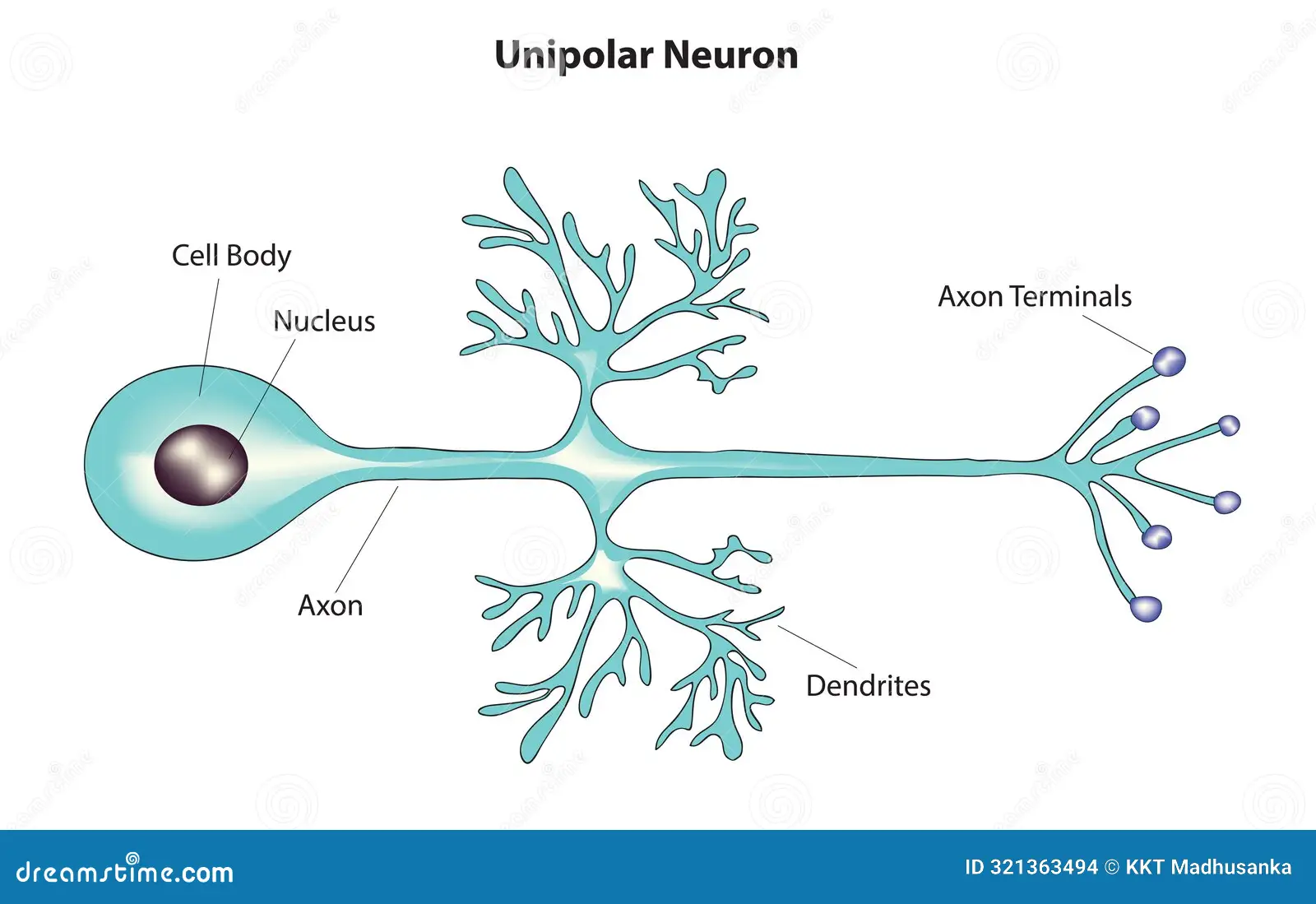 <p>Unipolar Neurons</p>