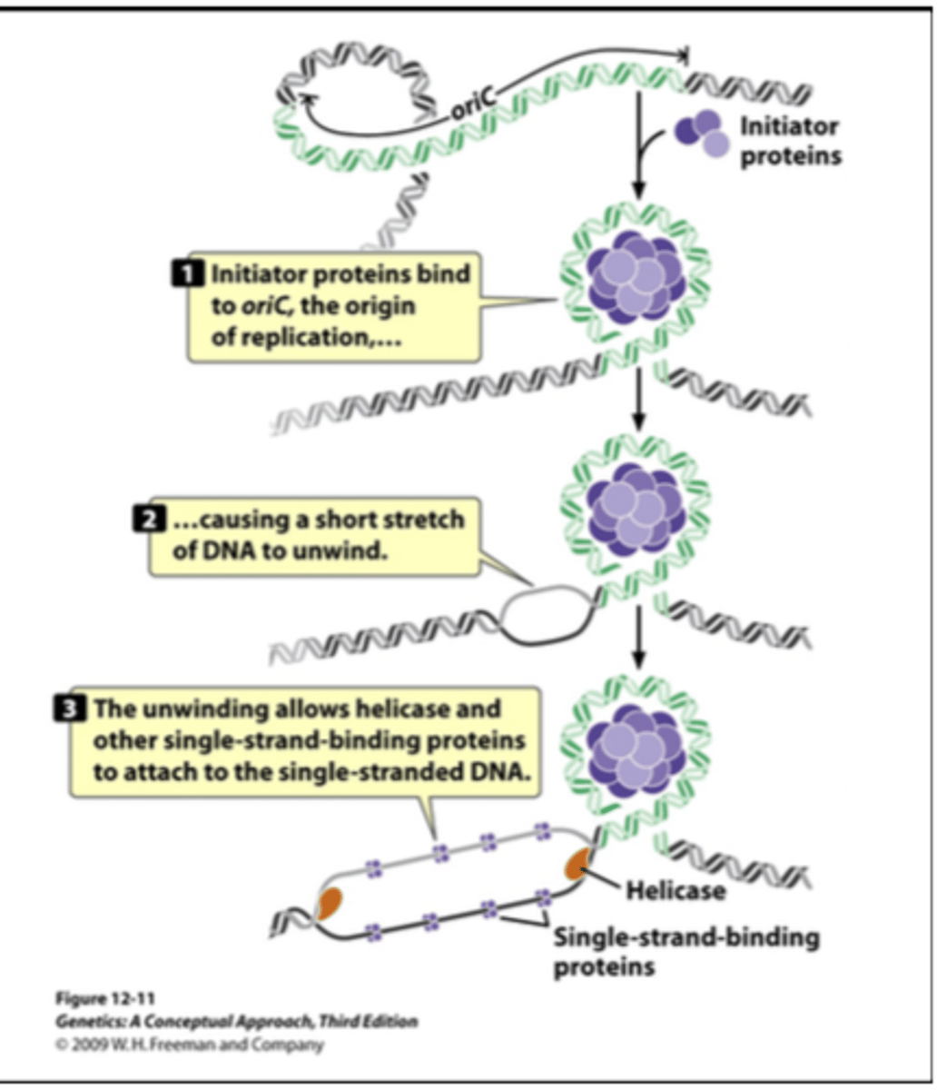 <p>1) initiator proteins bind to the origin of replication<br>2) this causes DNA to unwind<br>3) unwinding allows helices to attach</p>