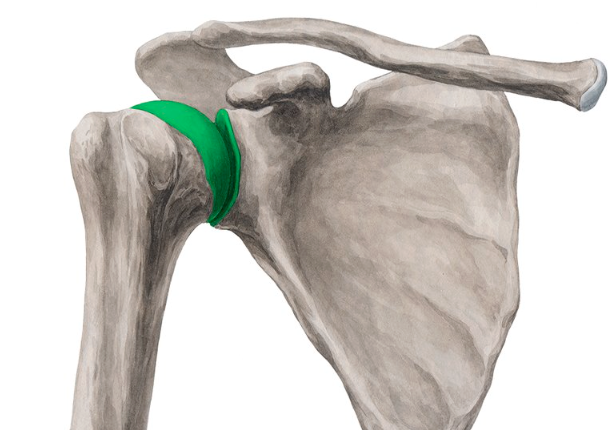 <p>what is the highlighted joint?</p>