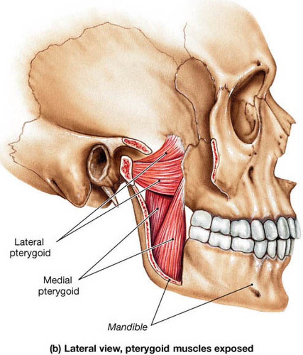 <p>origin: pterygoid plate</p><p>insertion: mandible</p><p>action: depress and protract mandible, and lateral movement of opposite side of mandible</p><p>innervation: All trigeminal, V3</p>