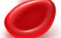 <p>erythrocytes</p>