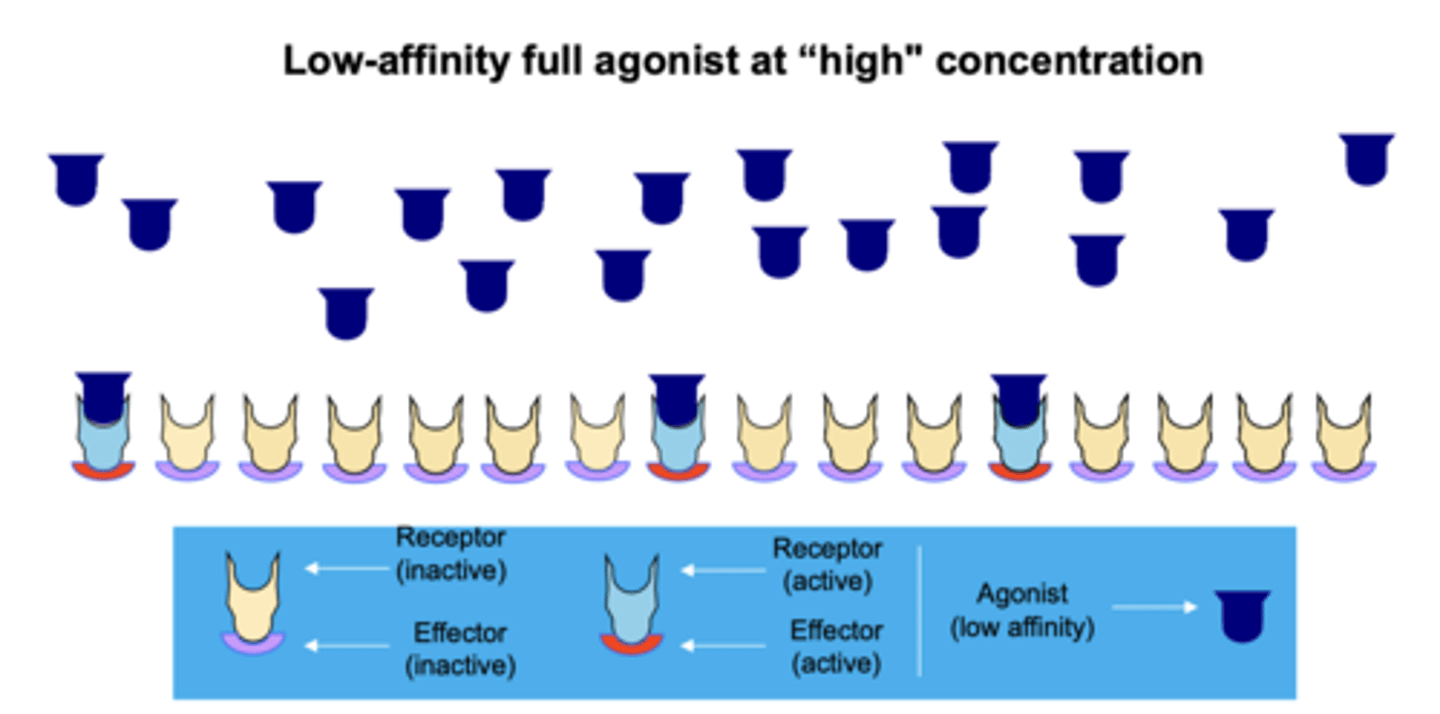 <p>- less attractive force</p><p>- results in a lower occupancy of the receptor by its ligand compared to high-affinity ligand</p>