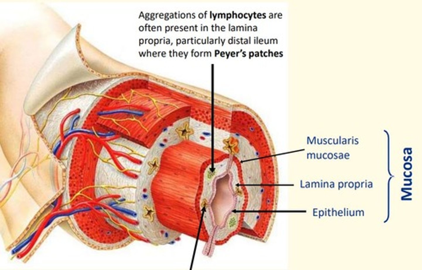 <p>Peyer's patches</p>