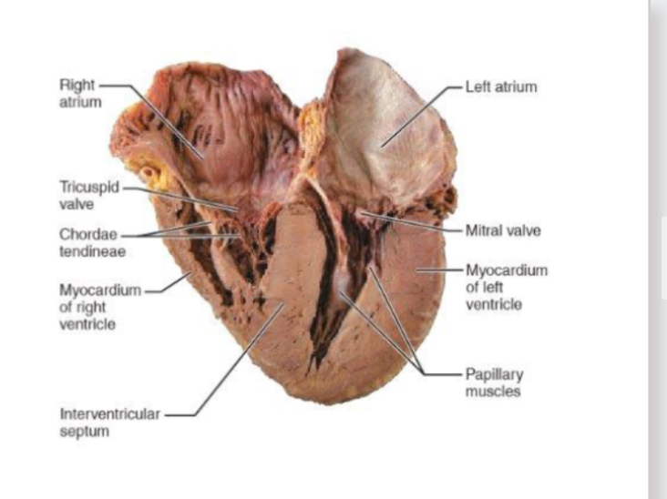 <ul><li><p>atria has least muscle as only needs to move blood to next chamber</p></li><li><p>Ventricles needs more muscle to push blood out of heart</p></li><li><p>Muscle of left ventricle substantially thicker to allow for even stronger force of contraction.</p></li><li><p>Brachial systemic artery systolic BP = 120mmHg</p></li><li><p>Pulmonary artery systolic BP = 12mmHg</p></li></ul><p></p>