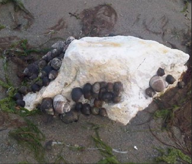 <p>What is the Portugese name of this species? </p>