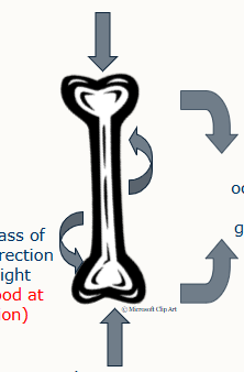 <p>outline the forces acting on the bone in this image - when are each of these forces occuring:</p><p>torsion, bending, tensile and axial compression</p>