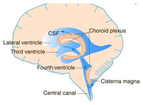 <p>-produce CSF</p><p>-have cilia</p><p>-line cavities in brain and spinal cord → each ventricle, choroid plexus capillaries</p>