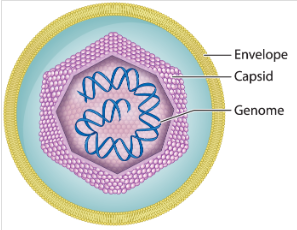 <p>Virus</p>