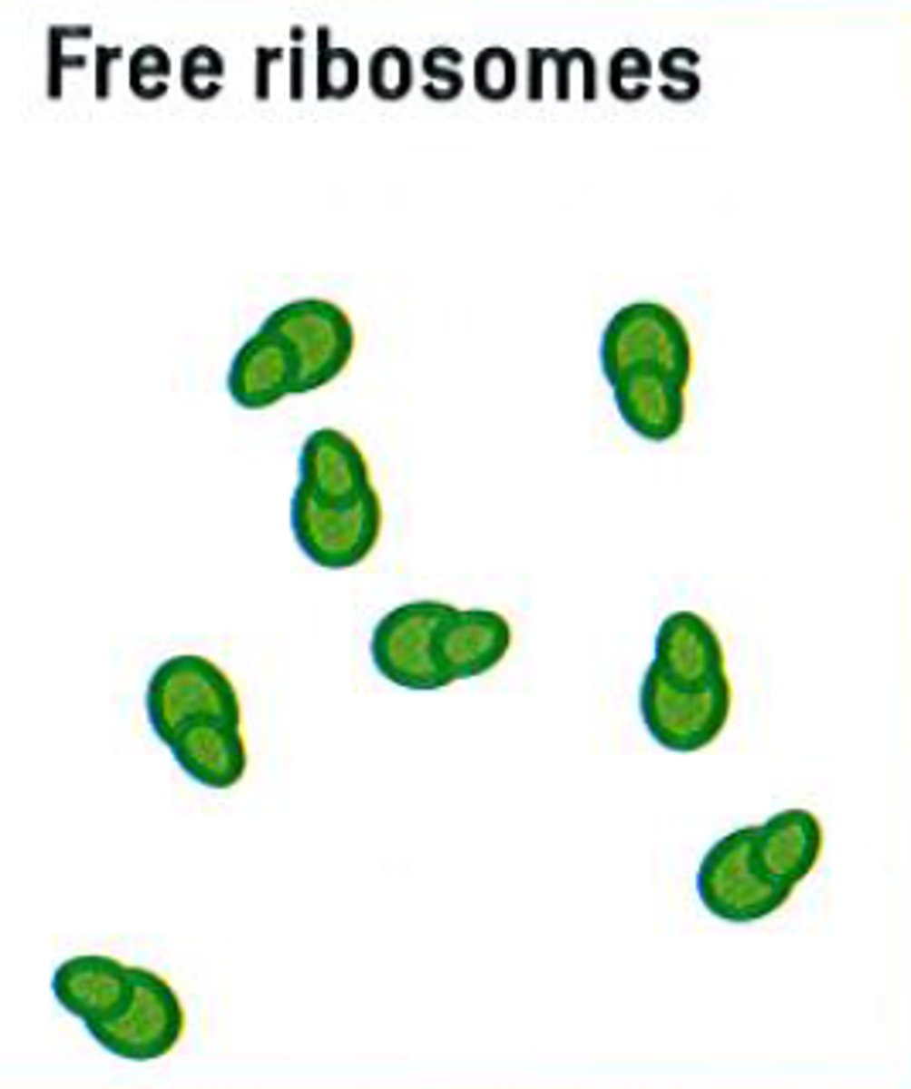 <p>ribosomes</p>