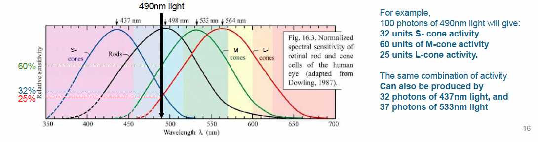 <ul><li><p>the color perceived by the eye is the combination of photoreceptor activity from the 3 cone types</p></li><li><p>all different combinations of wavelengths that initiate the same 3 photoreceptor activity will cause the same perception of color (see attachment)</p></li></ul><p></p>