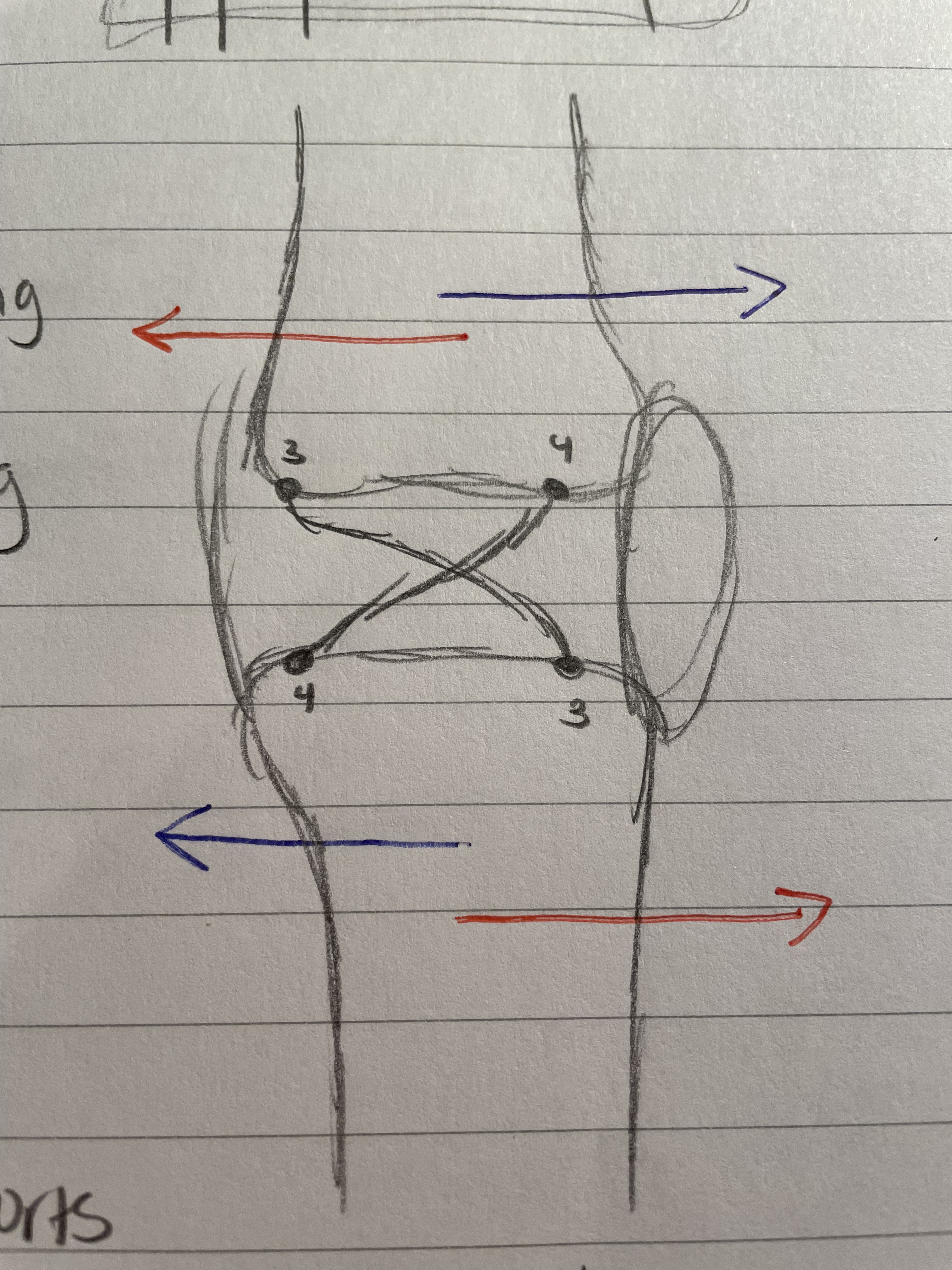 <ol start="4"><li><p><span style="color: blue">Posterior </span>Cruciate Ligament</p></li></ol>