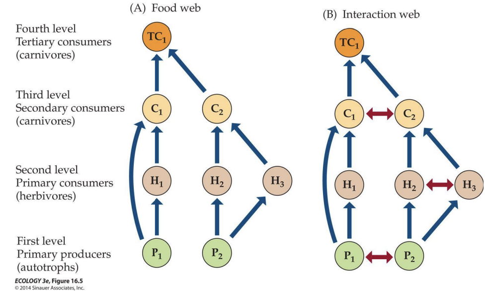 <p>Despite their complexity, food webs remain simplified representations of reality that omit much biological detail. In particular, they do not consider non-feeding interactions or knock-on effects of feeding interactions that ripple through the community. Interaction webs aim to include such interactions in addition to trophic interactions.</p>