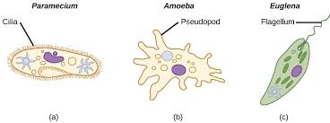 <ol><li><p>Ciliate (Paramecium): have many short cilia on their surface which allow them to move rapidly and feed</p></li><li><p>Amoeboid (Amoeba): are irregular shaped and move slowly by cytoplasmic streaming via their pseudopodia </p></li><li><p>Flagellate (Euglena): have whip-like flagella(um) to move quickly </p></li></ol><p></p>