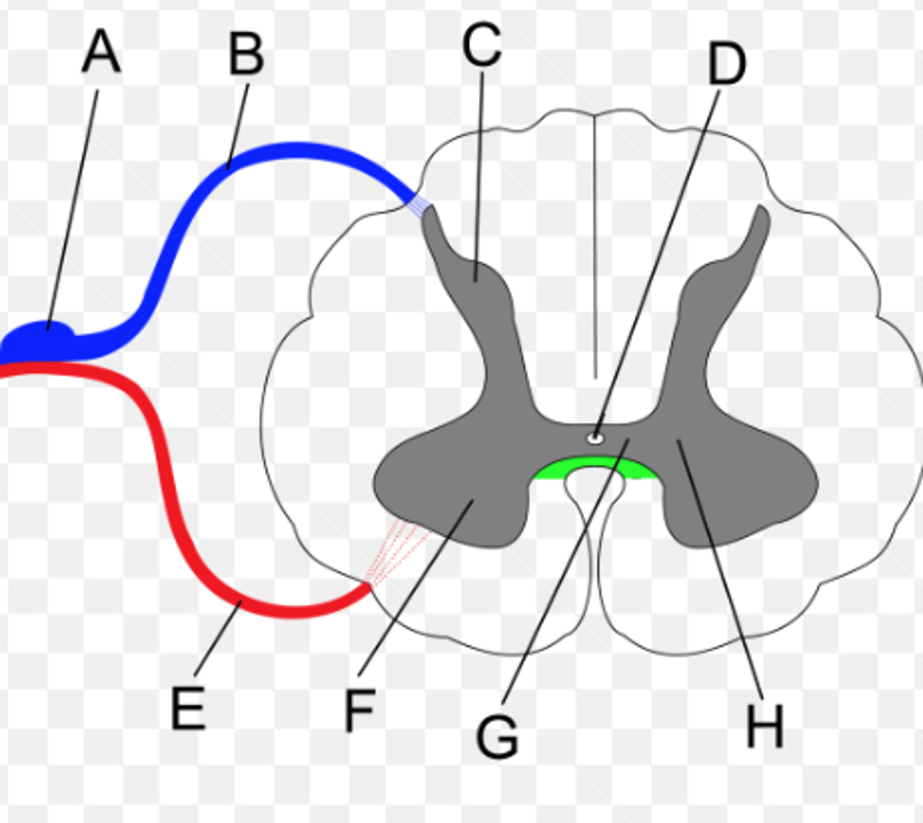 <p>B</p>