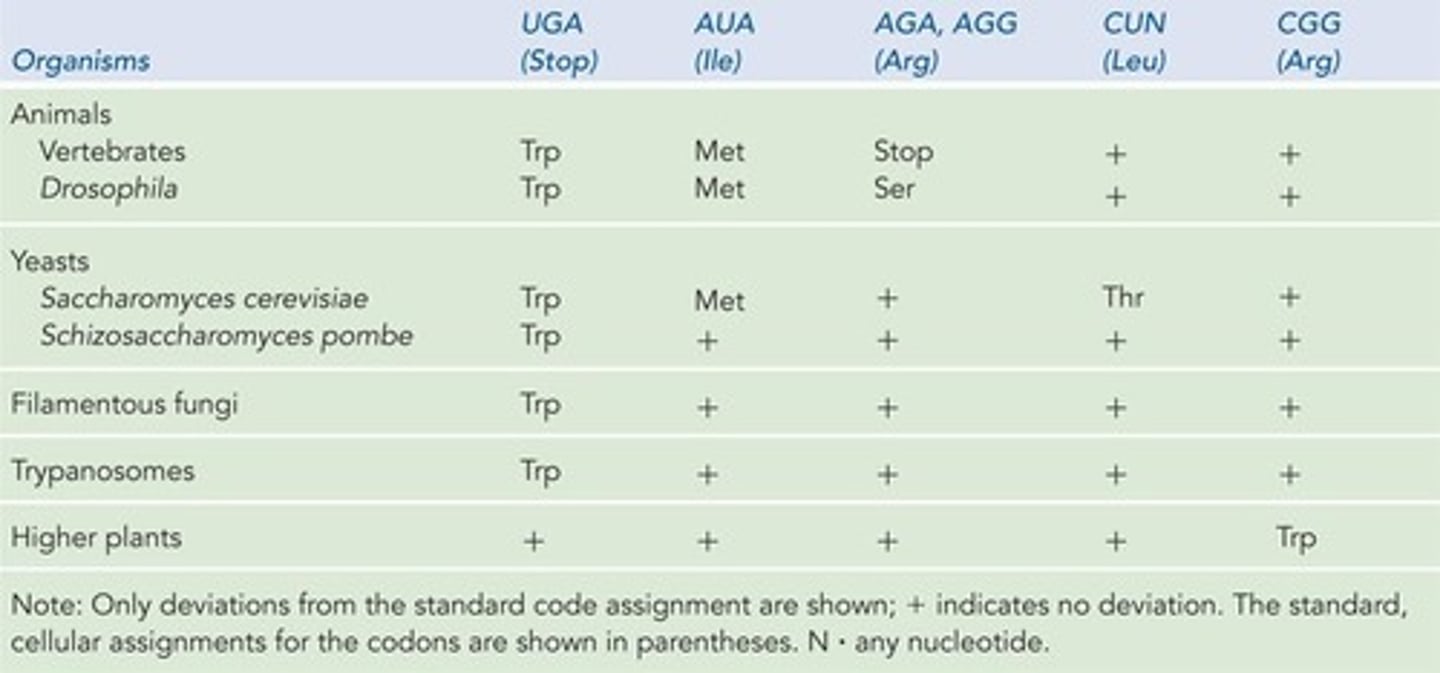 <p>Three-nucleotide sequence on mRNA specifying an amino acid.</p>