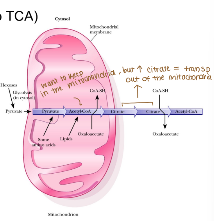 <p>What is the first step in fatty acid synthesis?&nbsp;</p>