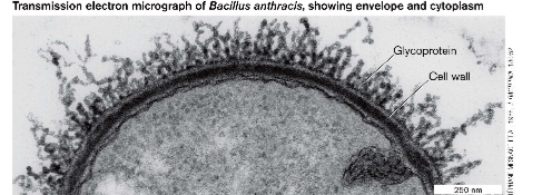 <p>what type of microscope produces this image </p>