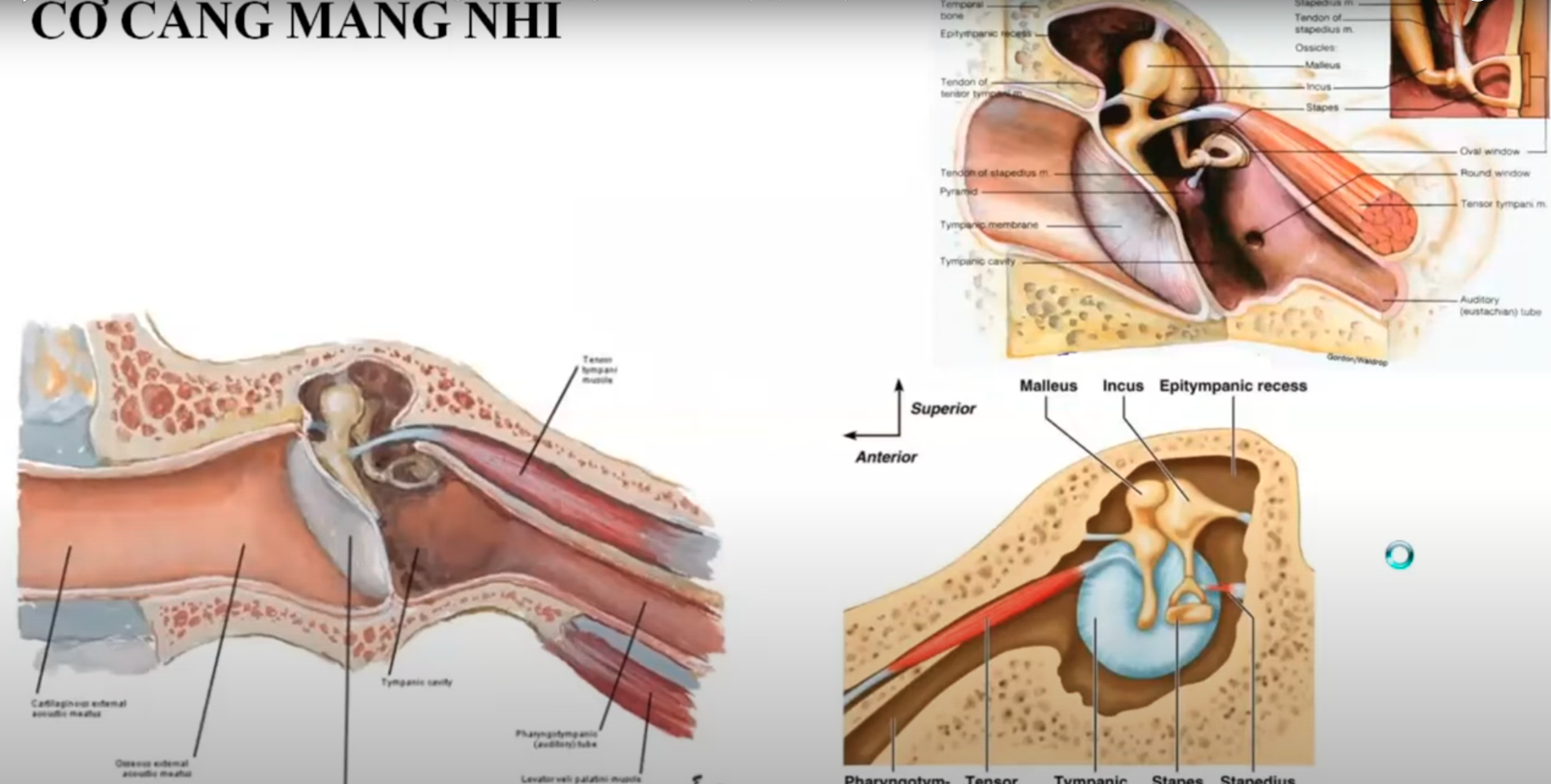 <p>Mô tả đường đi của cơ căng màng nhĩ</p>