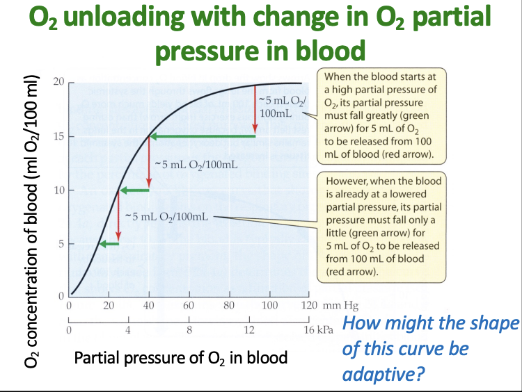 <p>how might this curve be adaptive?</p>