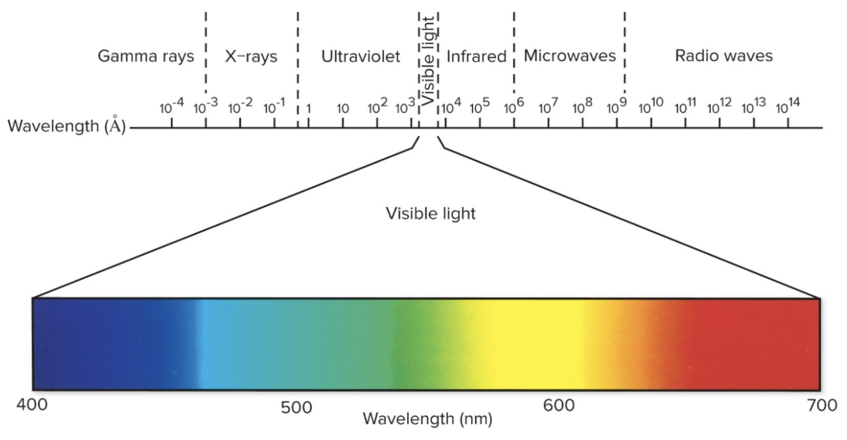<p>Intro to Vision (where does it come from?)</p>