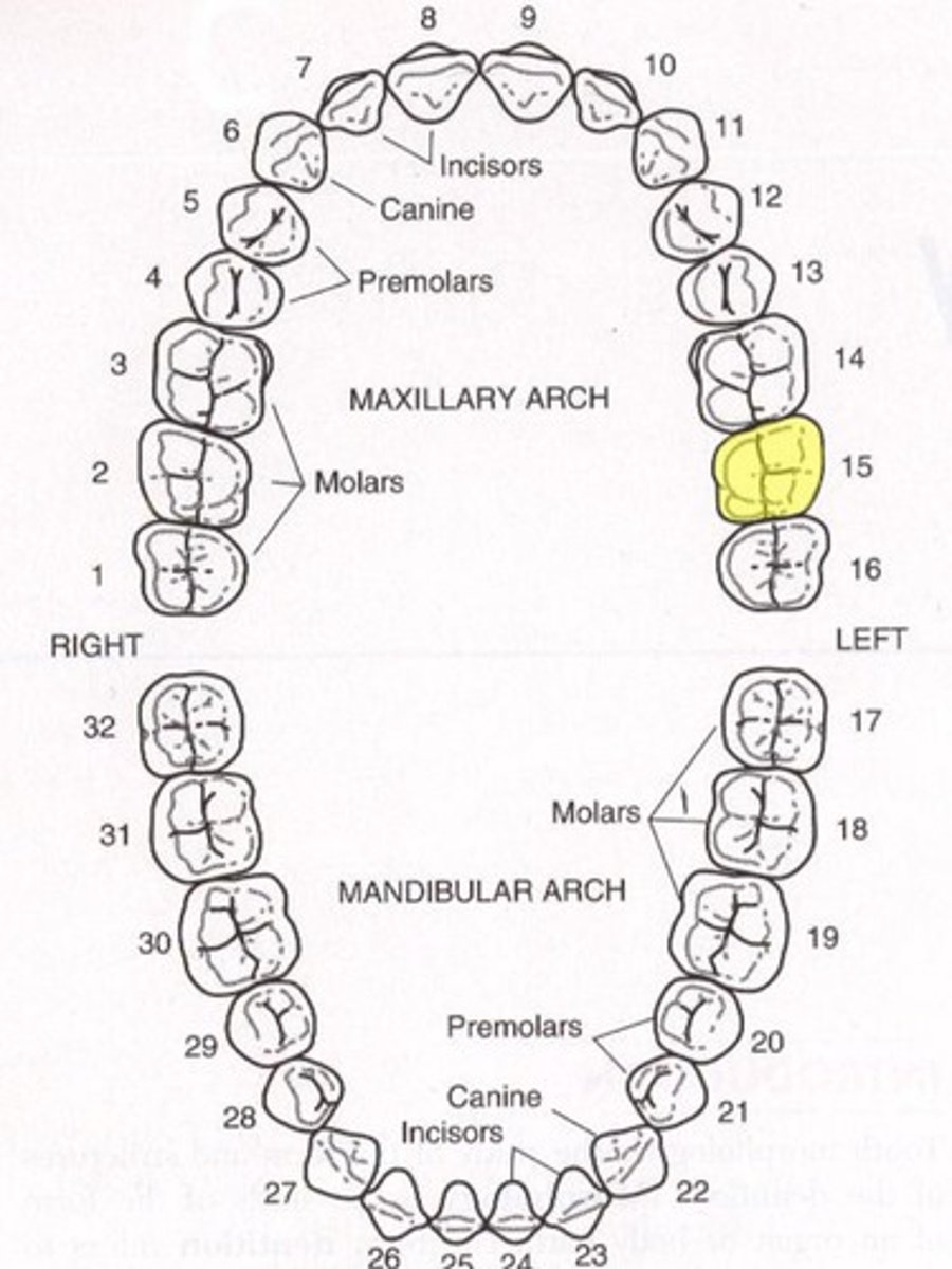<p>Maxillary left second molar</p>