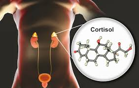 <p><span style="color: blue"><strong>cortisol </strong></span></p><p>( lipid soluble hormone )  </p>