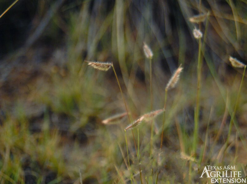 Longevity: Perennial

Season of Growth: Warm

Origin: Native

Economic Value

Wildlife: Fair

Grazing: Fair