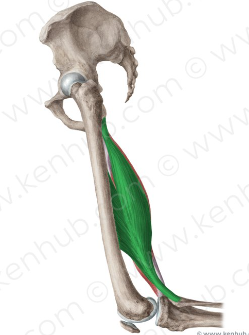 <p>origin(s): ischial tuberosity and linea aspera</p><p>insertion(s): head of fibula</p>