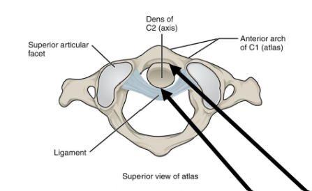 <p>What are the 3 atlantoaxial joints </p>