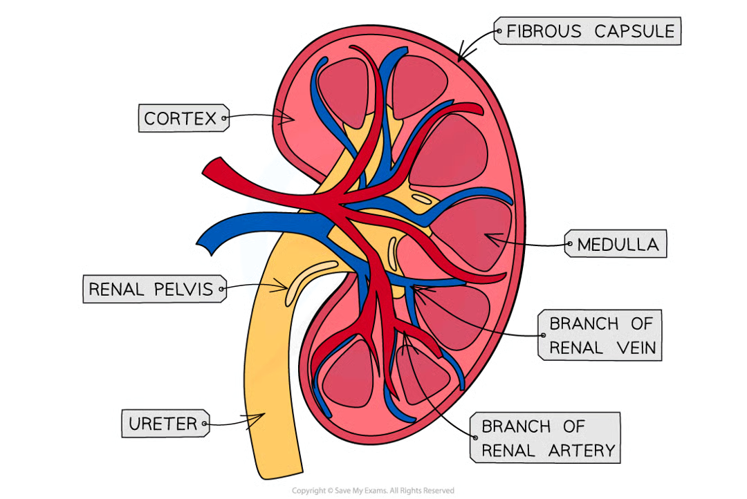 <ul><li><p>the cortex (contains glomerulus as well as Bowman’s capsule, proximal convoluted tubule, and distal convoluted tubule of the nephrons)</p></li><li><p>the medulla (contains loop of Henle and collecting duct of the nephrons)</p></li><li><p>the renal pelvis (where the ureter joins the kidney)</p></li></ul><p></p>
