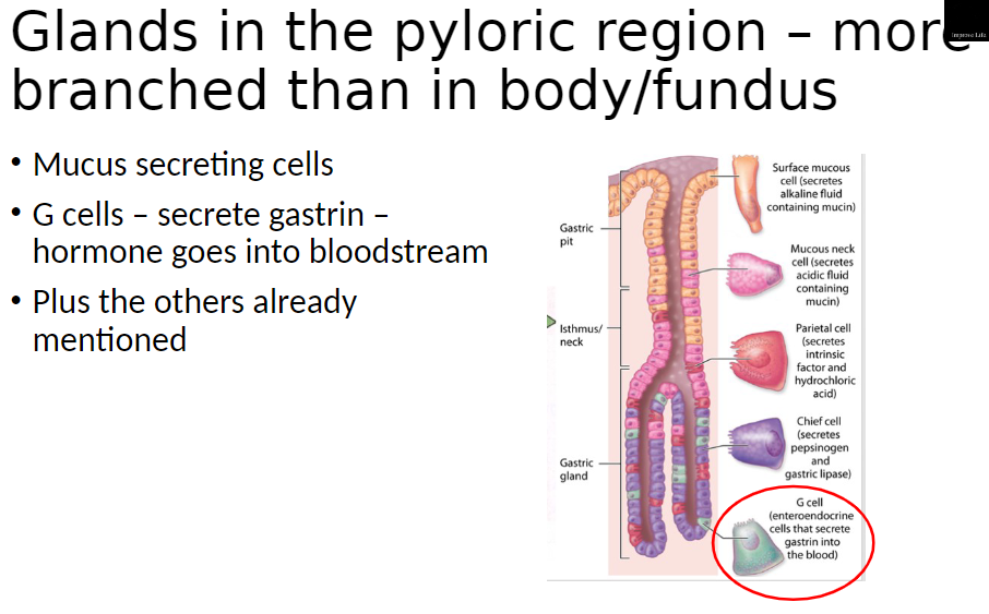 <p><strong>Pyloric Glands</strong>: More branched than glands in body or fundus</p><p><strong>Cell Types and Functions</strong>:<br> Mucus-Secreting Cells: Produce protective mucus for stomach lining<br> G Cells: Secrete gastrin, a hormone that enters bloodstream and stimulates acid secretion<br> Other Cells: Include parietal and chief cells as already described in body/fundus</p>