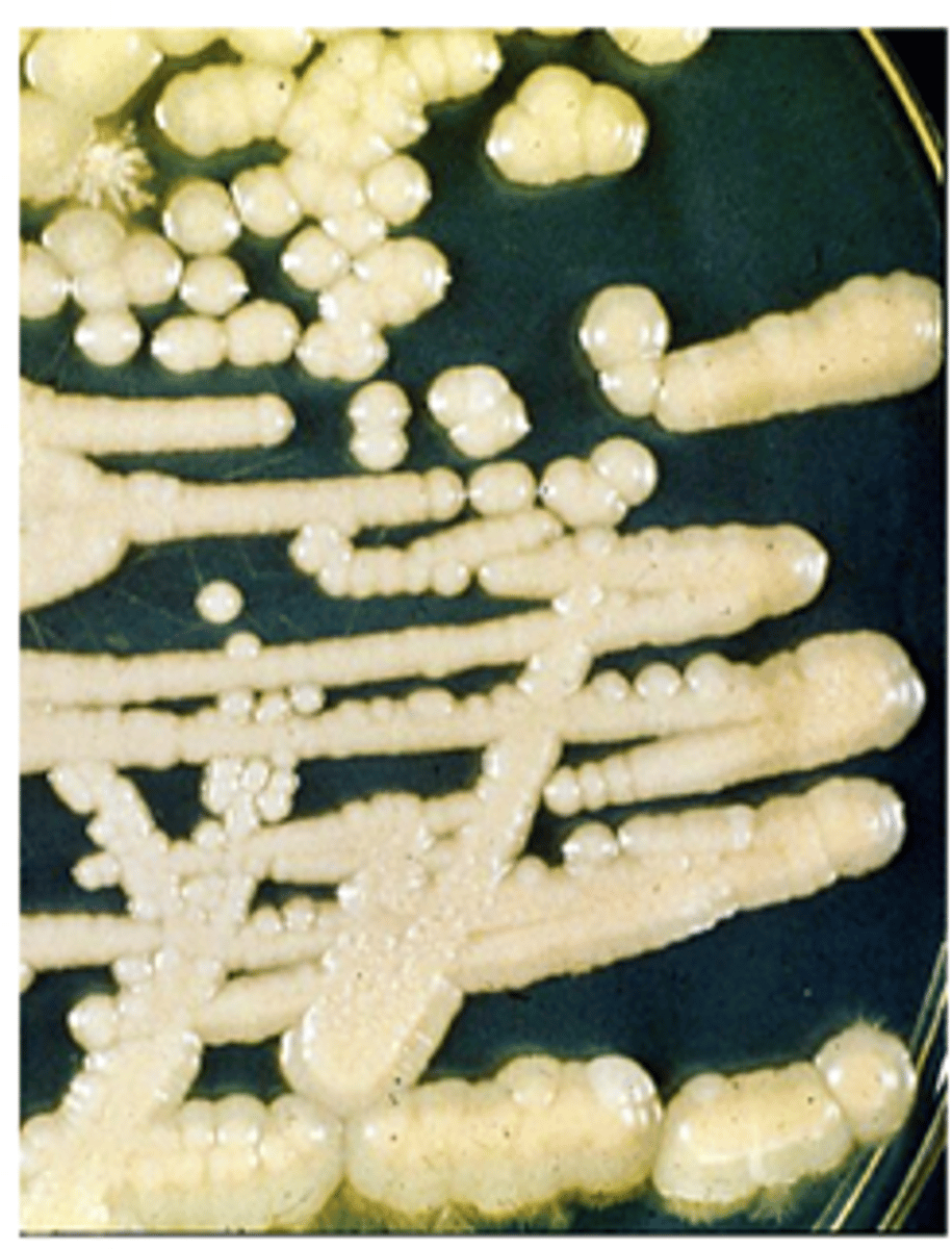 <p>appear creamy and glabrous; identify with biochemical tests</p>