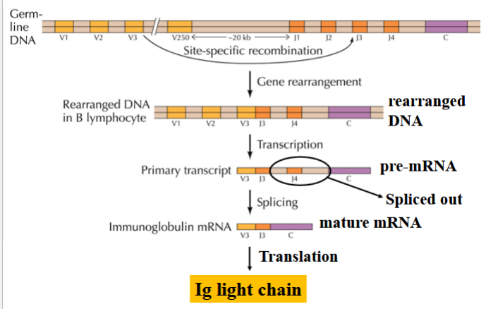 <p>an example of site-specific recombination</p><p>in maturing B lymphocytes, site-specific recombination joins one of the V regions with one of the J regions</p><p>transcription occurs</p><p>all other J regions are removed by splicing to generate the mature mRNA</p><p>(depending on which J region is kept and which ones are spliced, a unique light chain is yielded → diverse immunoglobin)</p>