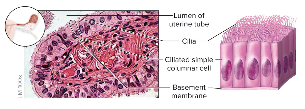 <p><strong>Structure</strong></p><p>Single layer of ciliated cells taller than they are wide; oval-shaped nucleus oriented lengthwise in basal region of cell; may contain goblet cells</p><p><strong>Function</strong></p><p>Secretion of mucin and movement of mucus along apical surface of epithelium by cilia; oocyte movement through uterine tube</p><p><strong>Location</strong></p><p>Lining of the larger bronchioles (air passageways) of the lung and the uterine tubes</p>