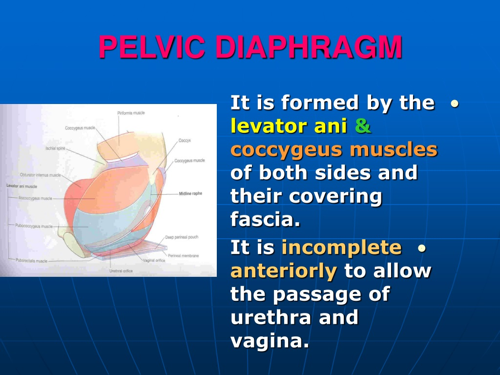 <p>pelvic diaphragm is composed of:</p><p>A. m. levator ani and m. piriformis F</p><ul><li><p>piriformis not component</p></li></ul><p>B. m. piriformis and m. obturatorius internus F</p><ul><li><p>obturator internus not component</p></li></ul><p>C. m. levator ani and m. coccygeus T</p><p>D. m. obturatorius internus and m. coccygeus F</p><p>E. m. levator ani and m. obturatorius internus F</p><p></p>